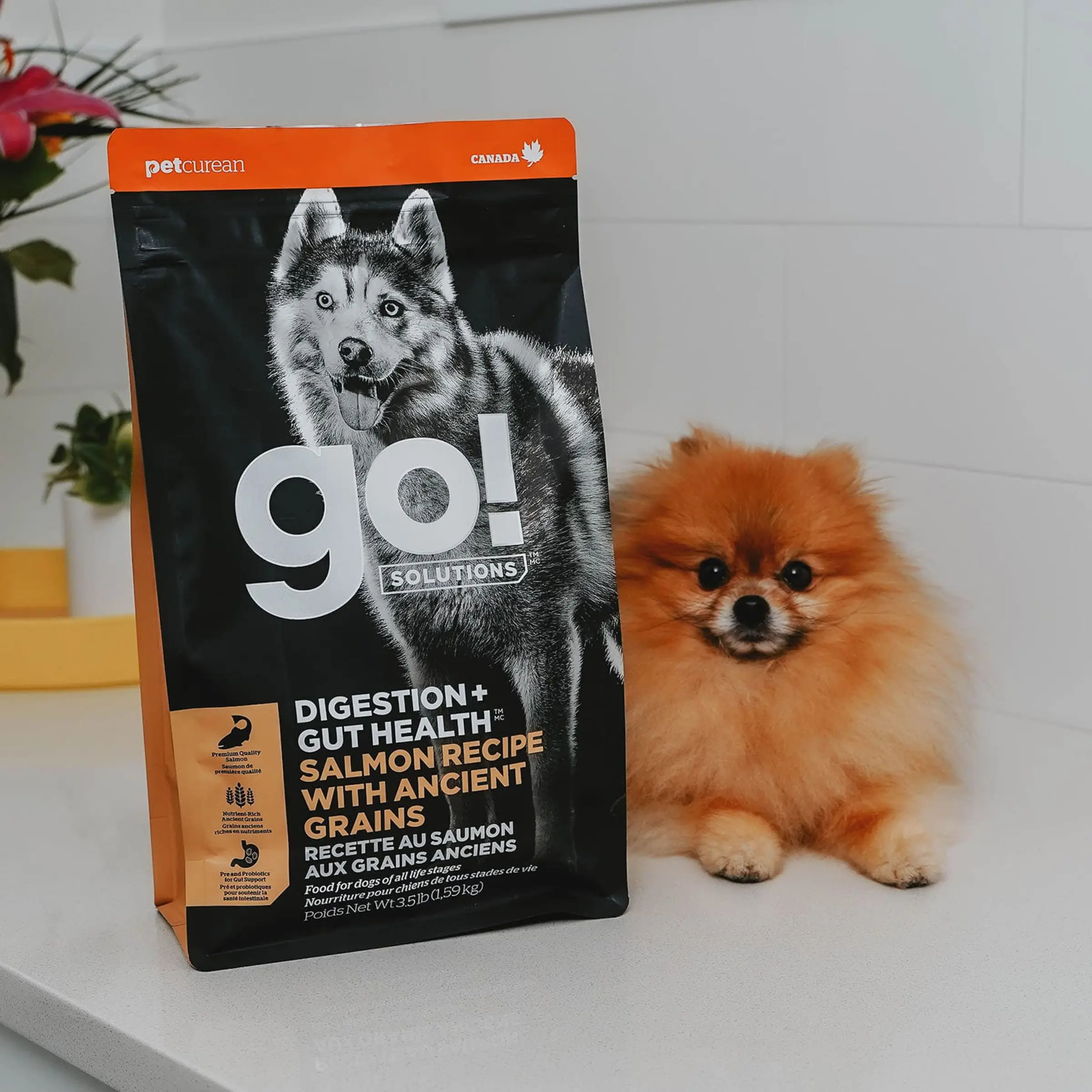 pomeranian-dog-laying-on-counter-beside-bag-of-go-solutions.jpg